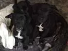 Cachorro raça Vira lata idade 2 a 6 meses nome Sem nome 