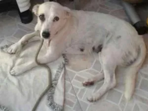 Cachorro raça  idade  nome Sâmira