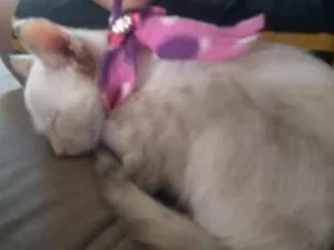 Gato raça siames idade 2 a 6 meses nome sofie