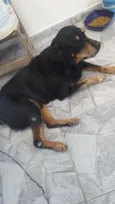 Huck