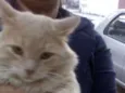 Gatinhos para adoção