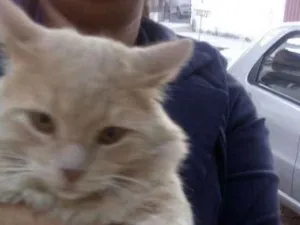 Gato raça SRD idade 1 ano nome Gatinhos para adoção