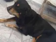 Huck