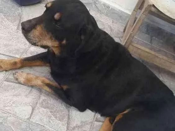 Cachorro ra a Hotwailler  idade 5 anos nome Huck