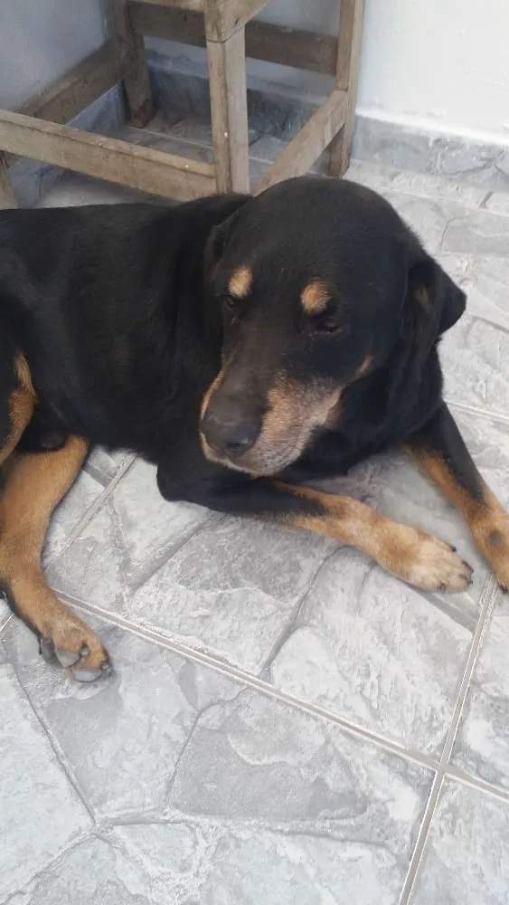 Cachorro ra a Hotwailler  idade 5 anos nome Huck