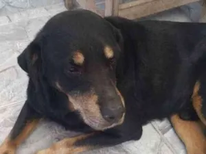 Cachorro raça Hotwailler  idade 5 anos nome Huck