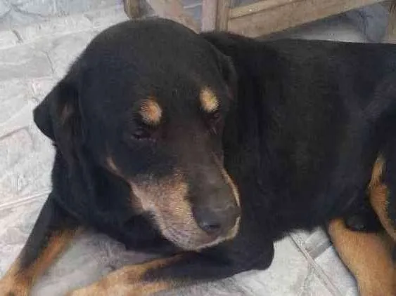 Cachorro ra a Hotwailler  idade 5 anos nome Huck