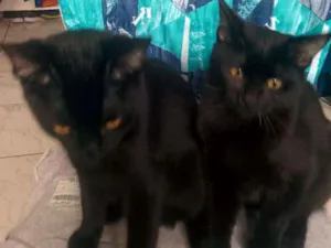 Gato raça Gato idade 2 a 6 meses nome Gatas 