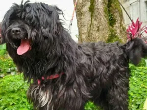 Cachorro raça SRD idade 2 anos nome Yuri