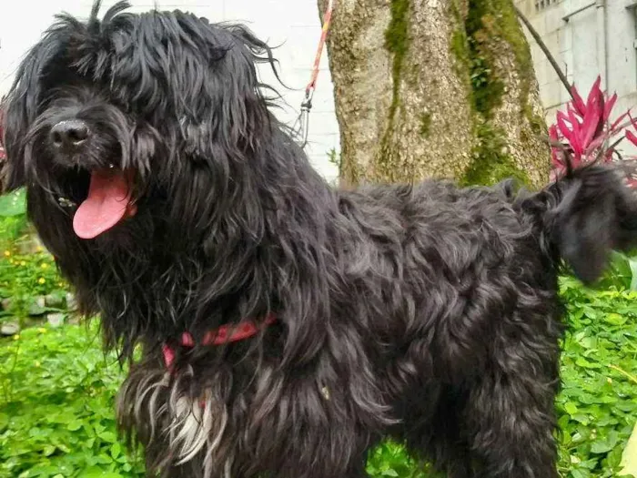 Cachorro ra a SRD idade 2 anos nome Yuri
