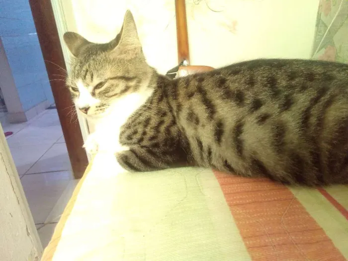 Gato ra a Não sei ao certo idade 1 ano nome Amora