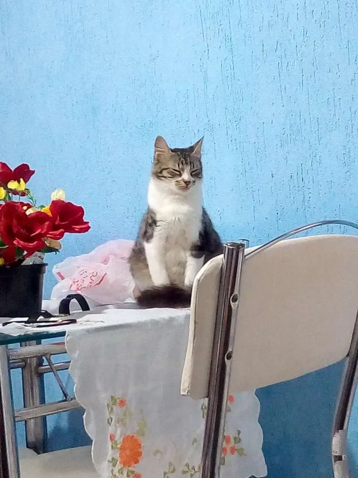 Gato ra a Não sei ao certo idade 1 ano nome Amora