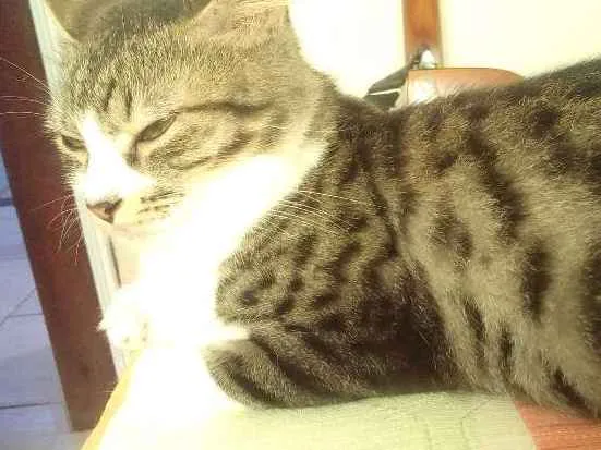 Gato ra a Não sei ao certo idade 1 ano nome Amora