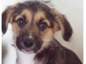 Cachorro raça SRD idade 2 a 6 meses nome OSCAR