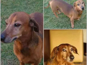 Cachorro raça Basset salsicha idade 6 ou mais anos nome Pupi