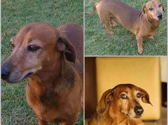 Cachorro ra a Basset salsicha idade 6 ou mais anos nome Pupi