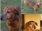 Cachorro raça Basset salsicha idade 6 ou mais anos nome Pupi