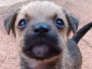 Cachorro raça Vira Lata idade Abaixo de 2 meses nome Vários