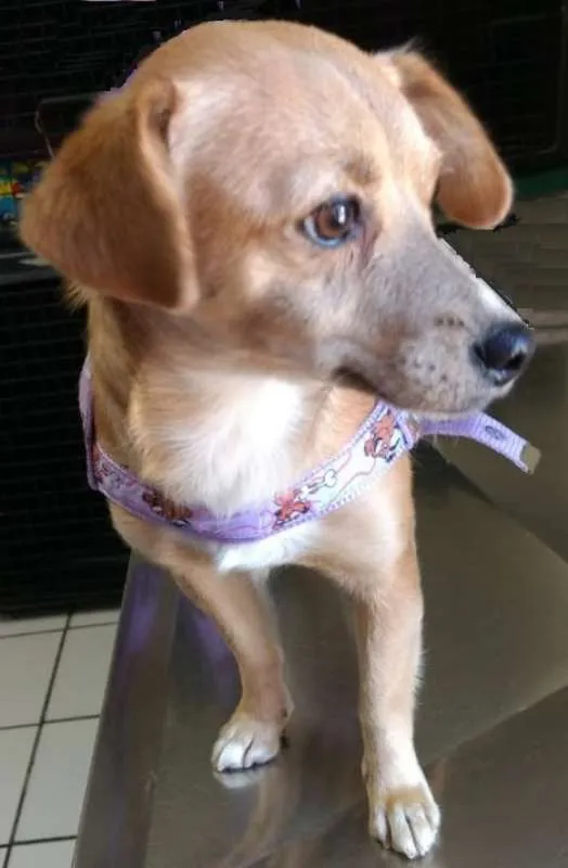 Cachorro ra a SRD idade 1 ano nome MARI