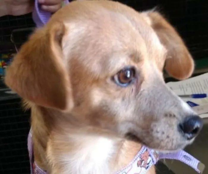 Cachorro ra a SRD idade 1 ano nome MARI