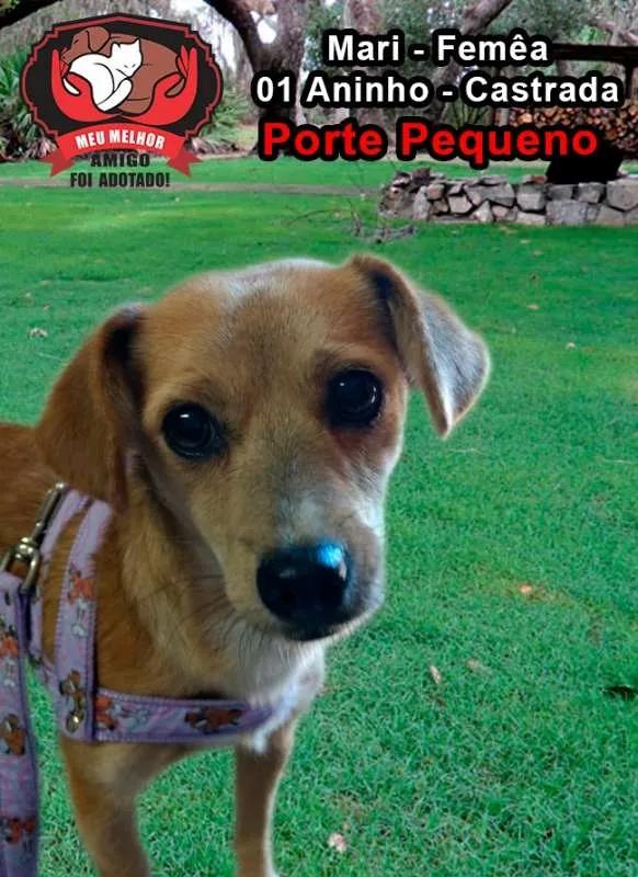 Cachorro ra a SRD idade 1 ano nome MARI