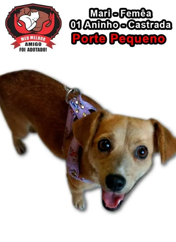Cachorro ra a SRD idade 1 ano nome MARI