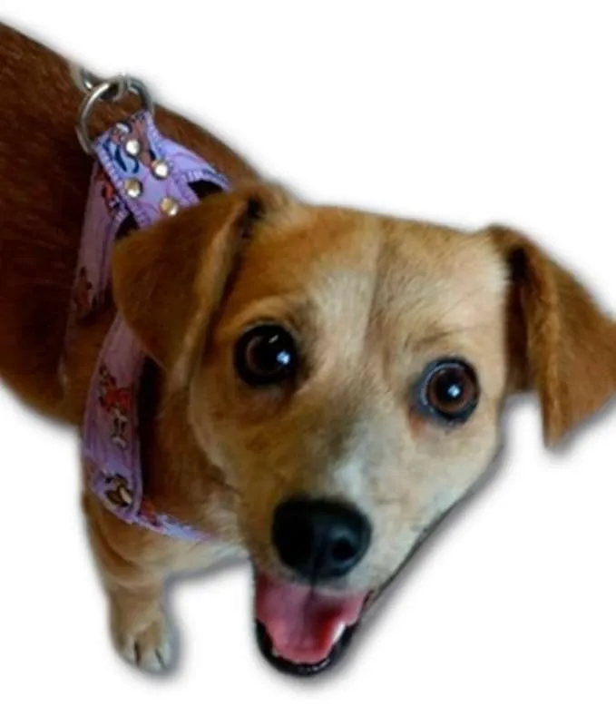 Cachorro ra a SRD idade 1 ano nome MARI