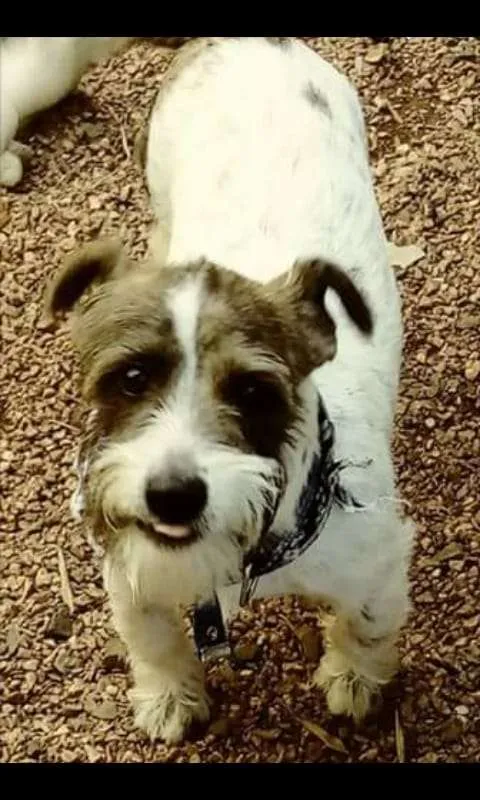 Cachorro ra a SRD idade 2 anos nome Caio