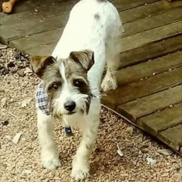 Cachorro ra a SRD idade 2 anos nome Caio
