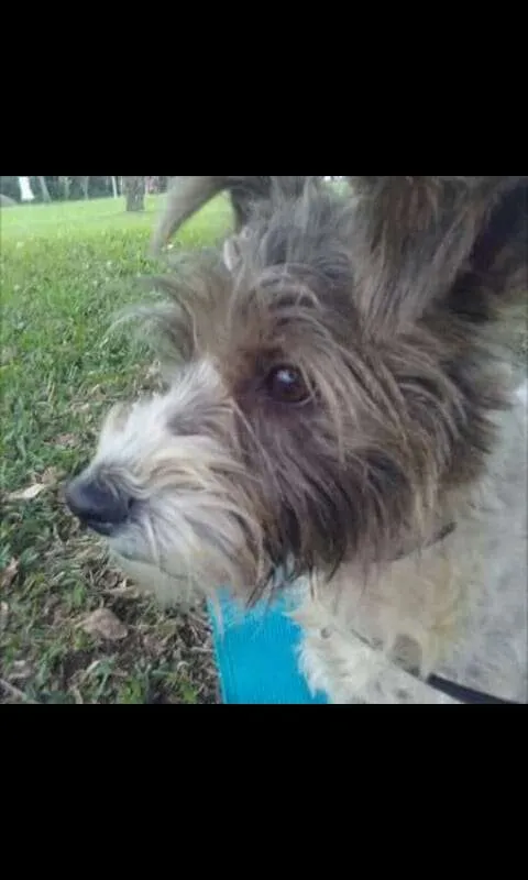 Cachorro ra a SRD idade 2 anos nome Caio