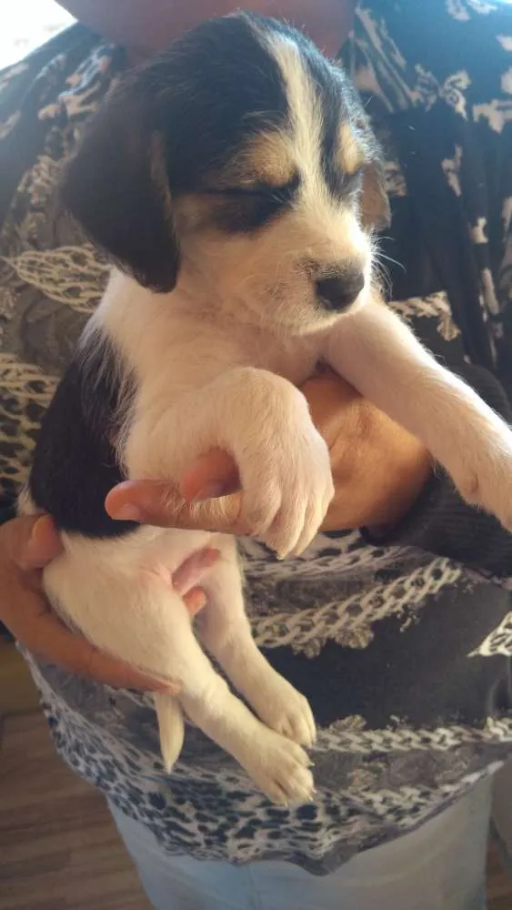 Cachorro ra a Vira-lata idade Abaixo de 2 meses nome Thor