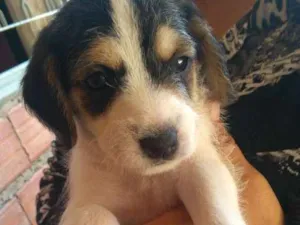 Cachorro raça Vira-lata idade Abaixo de 2 meses nome Thor