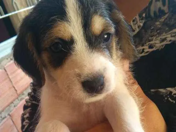 Cachorro ra a Vira-lata idade Abaixo de 2 meses nome Thor