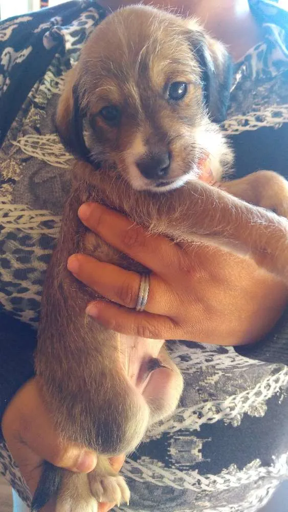Cachorro ra a Vira-lata idade Abaixo de 2 meses nome Toddynho