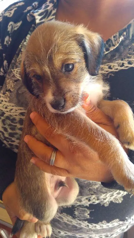 Cachorro ra a Vira-lata idade Abaixo de 2 meses nome Toddynho