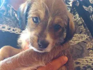 Cachorro raça Vira-lata idade Abaixo de 2 meses nome Toddynho