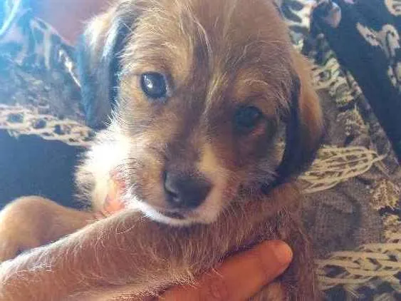 Cachorro ra a Vira-lata idade Abaixo de 2 meses nome Toddynho