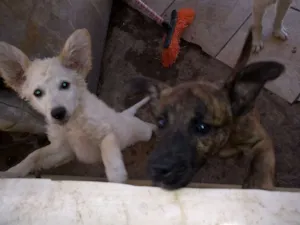 Cachorro raça Não sei  idade 1 ano nome Rony e Whiley