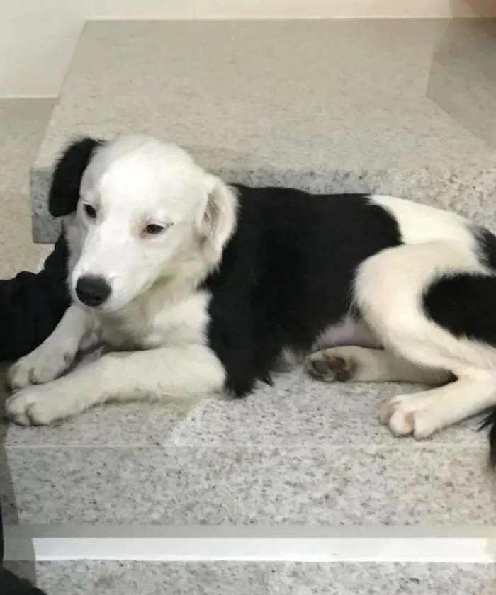 Cachorro ra a  idade 7 a 11 meses nome Lolla 1