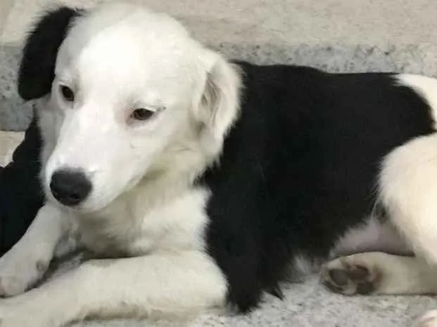 Cachorro ra a  idade 7 a 11 meses nome Lolla 1