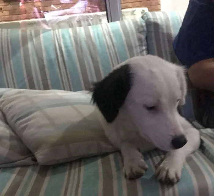 Cachorro ra a  idade 7 a 11 meses nome Lolla 1