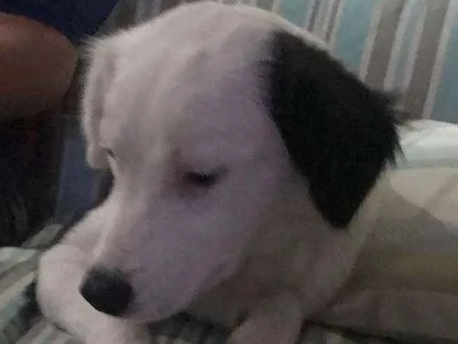 Cachorro ra a  idade 7 a 11 meses nome Lolla 1