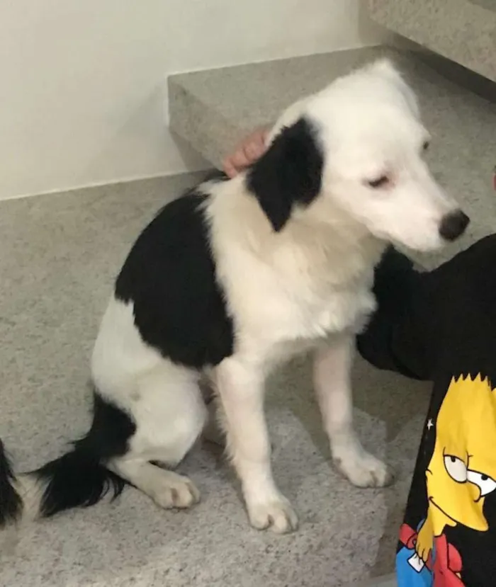 Cachorro ra a  idade 7 a 11 meses nome Lolla 1