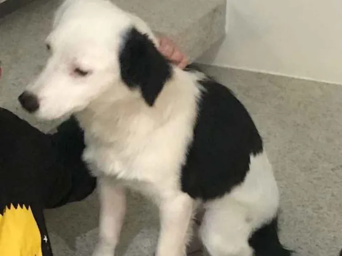 Cachorro ra a  idade 7 a 11 meses nome Lolla 1