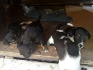 Cachorro raça Vira-lata idade Abaixo de 2 meses nome Ainda não tem nome