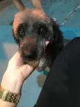 Tobias