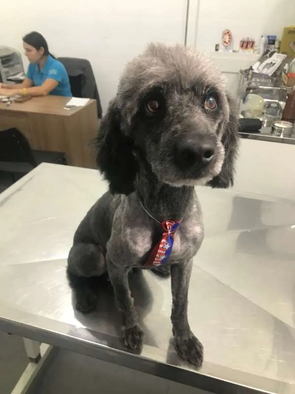 Cachorro ra a poodle idade 2 anos nome Tobias