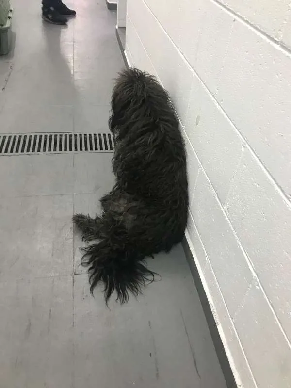 Cachorro ra a poodle idade 2 anos nome Tobias