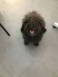 Tobias