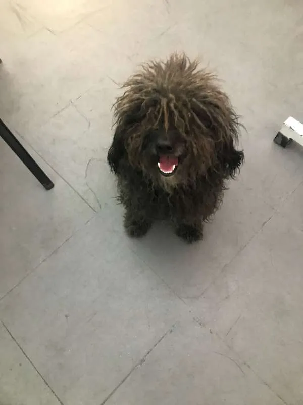 Cachorro ra a poodle idade 2 anos nome Tobias